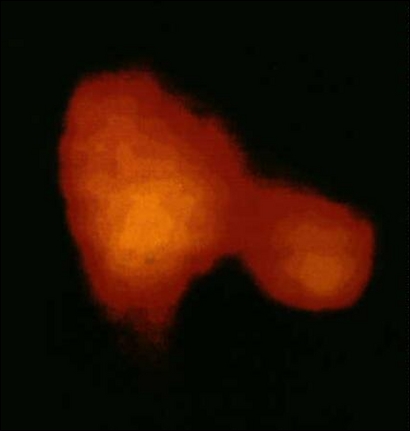 The nucleus of Halley's Comet