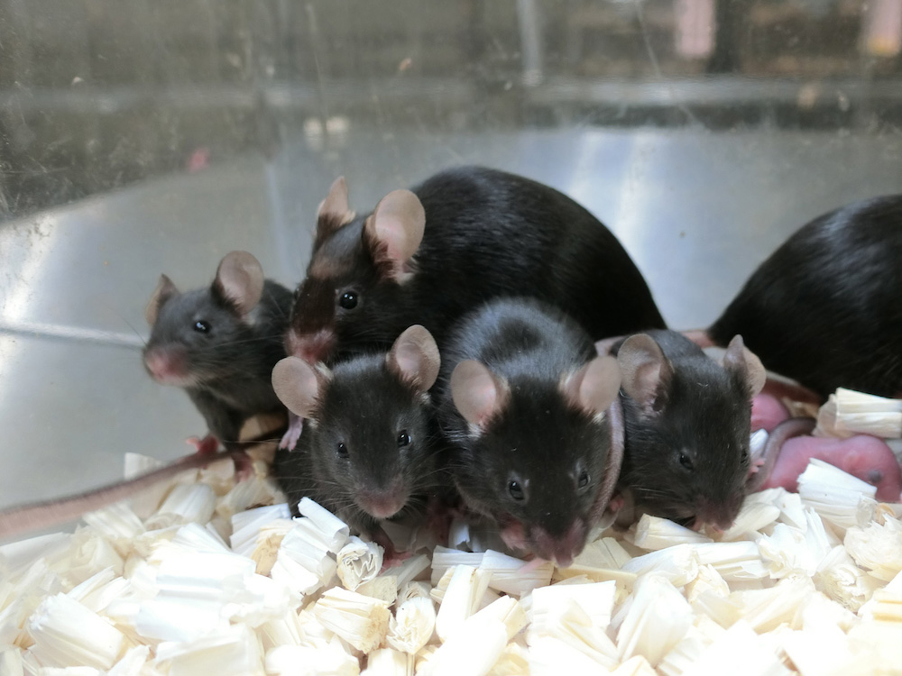 a group of mice in a cage